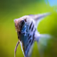 Fish Collection TR23 - old