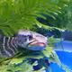 Fish cute