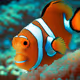 Fish Nemo
