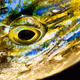 Fish Skin