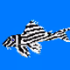 Laza's Fish Collection