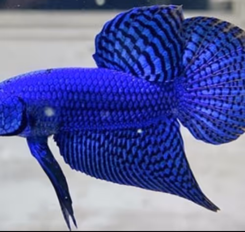fish blue