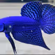 fish blue