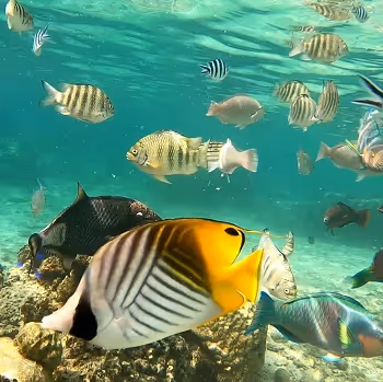 Fishes in Ishigaki Is.