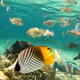 Fishes in Ishigaki Is.