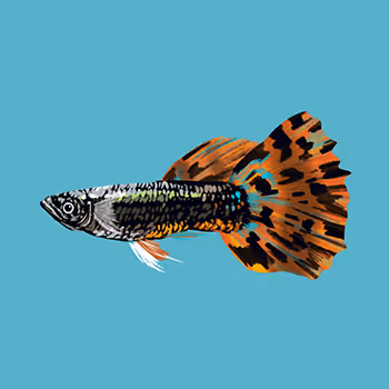 Fishing pond