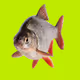 Fishit__