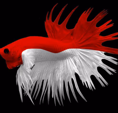 fish red white