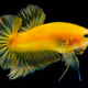 fish yellow