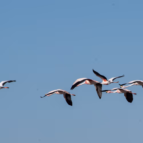 Flamingos IRL
