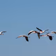 Flamingos IRL
