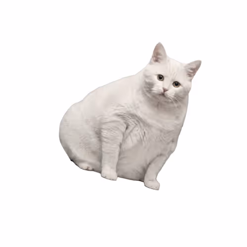 FlayingCats