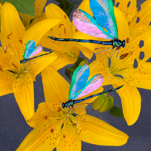 Fleur Di Lis - old V2