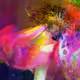 FloatingFlowers