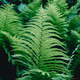 Flora and Nature