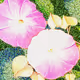 Floradigi - old
