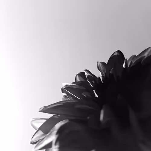 Flora in B&W