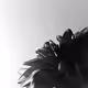 Flora in B&W
