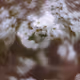 Flora incognita - old