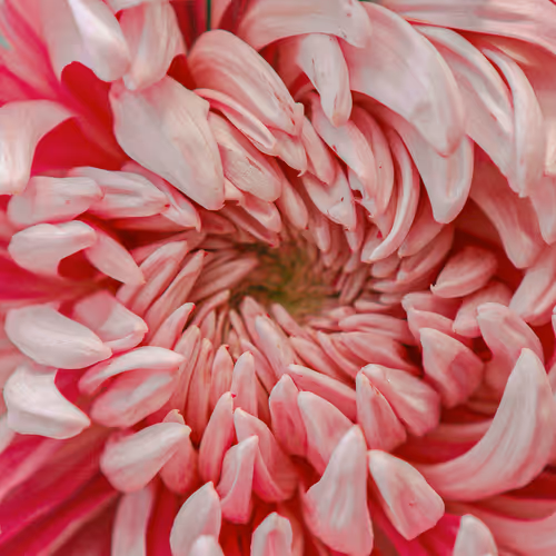 Floral Daydreams - old