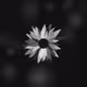 Floral Echoes