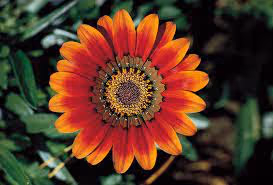 Floral Universe