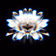 flores noctis