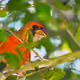 Florida Exotic Wildlife
