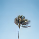 Floridascape - old