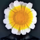 Flourishing Heads - old