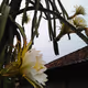 Flower#1