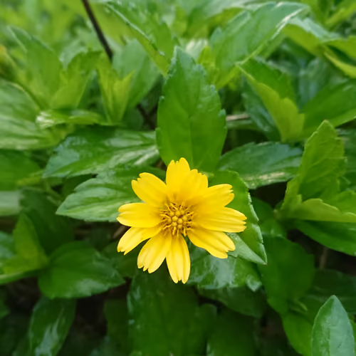 Flower and Plant Photography MW