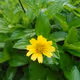 Flower and Plant Photography MW