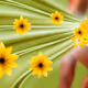 Flower Arts