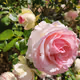 Flower boxclone