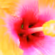 Flower Gangsta