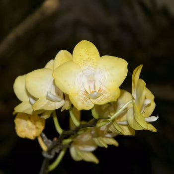 Flower & Garden Show