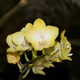 Flower & Garden Show