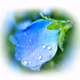 Flower_HAL Horii