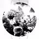 \Flower meadow/