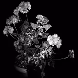 flower - 8hwhD8tvPJ