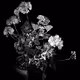 flower - 8hwhD8tvPJ