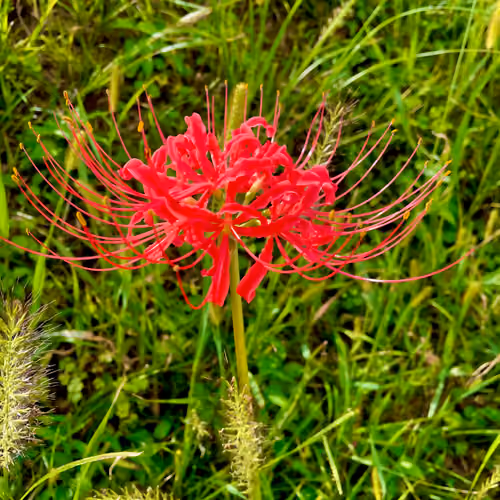 Flower77777