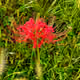 Flower77777