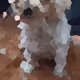 Flower Dog