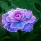 Flower Scapes