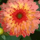 FlowerPetals 01