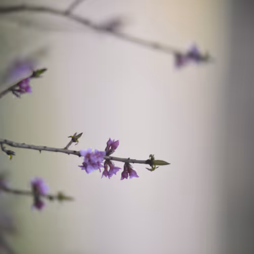Flowers - 8BWiNyFmFH - old