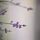 Flowers - 8BWiNyFmFH - old