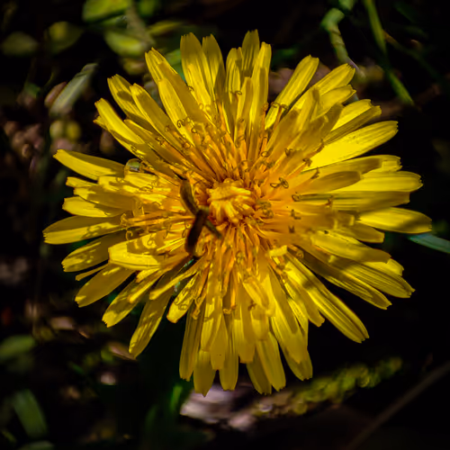 Flowers Among Us